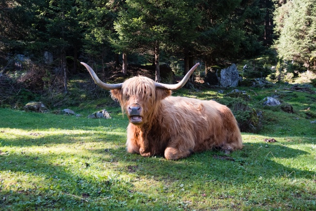 Day 5. There are big-ass cows with big-ass horns floating around everywhere on the trail through the Pitztal, and signs saying “don’t get too close to the cows, they sometimes get defensive.” 💀