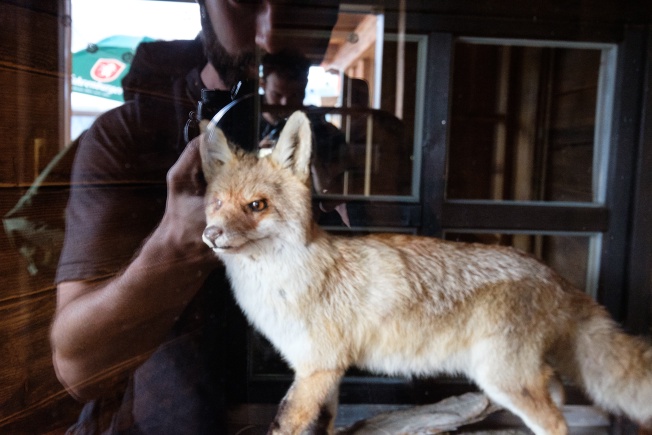 The fox, at the Löple Alm