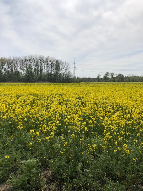 A field full of Brassica Napus, in bloom, with powerlines in the background.