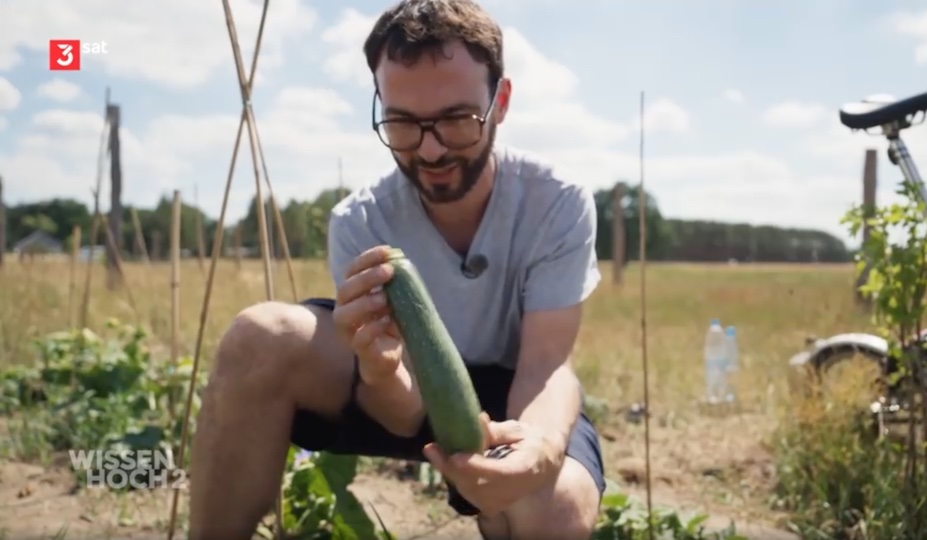 Our first zucchini ❤️, shown on Okösystem Garten