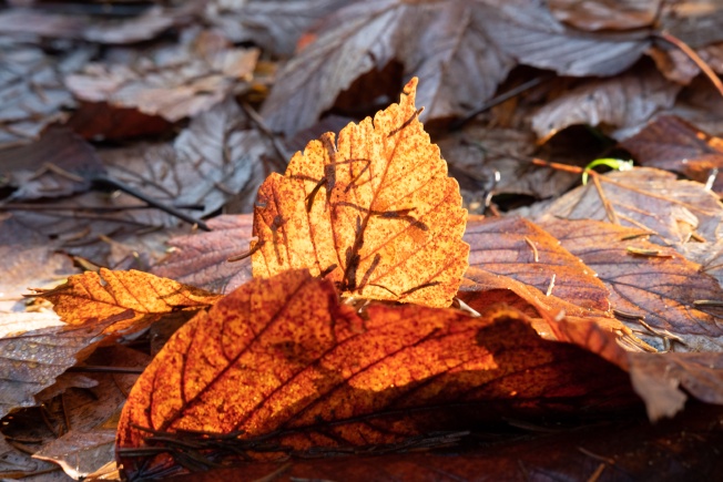 Some sunlit beech leaves in the leaf litter