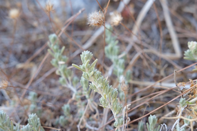 A close up of some herbs on the ground.