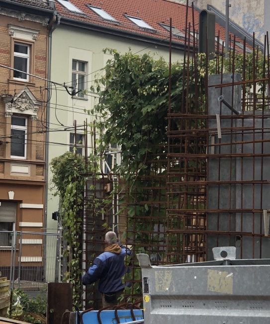 A hops vine growing on an industrial scaffold with a worker looking curiously up at it