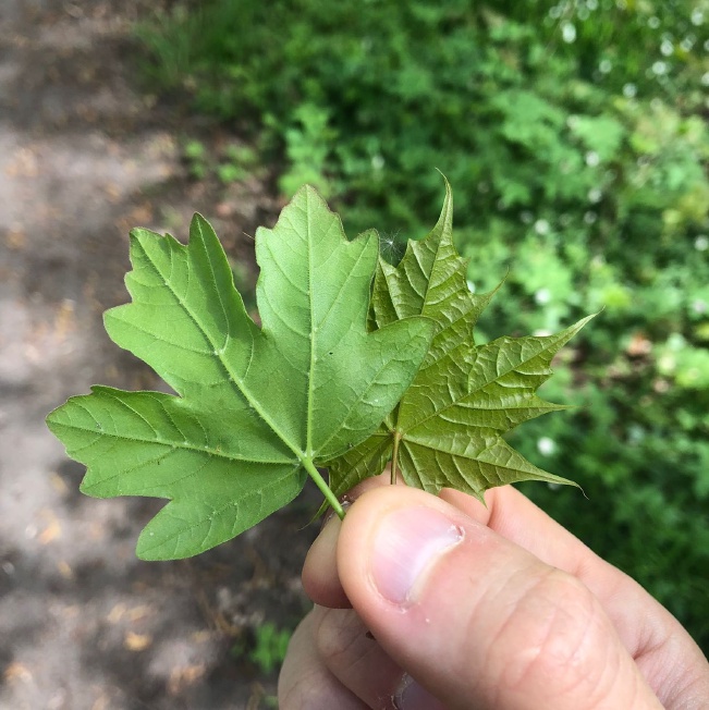 Feldahorn / Spitzahorn, two native maples