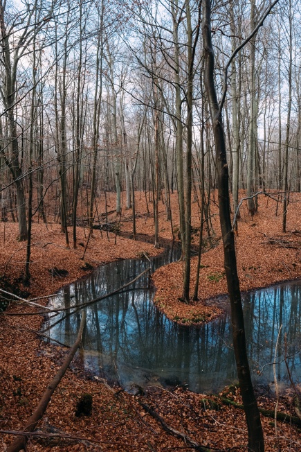 the Nonnefließ creek in a beech forest