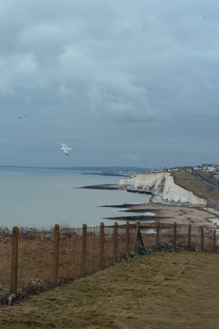 hello seagulls.