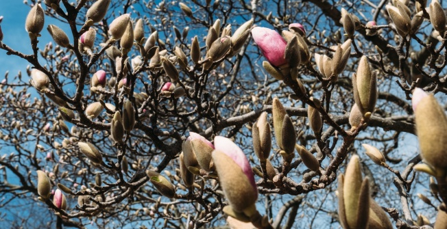 Magnolias almost in bloom in Prospect Park