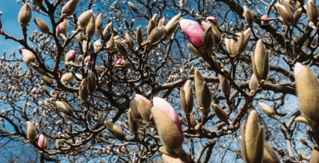 Magnolias almost in bloom in Prospect Park