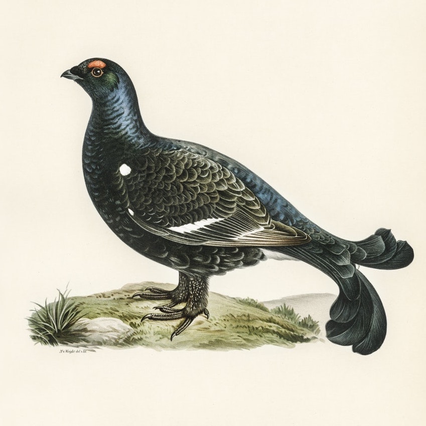 The Black Grouse, Lyrurus Tetrix