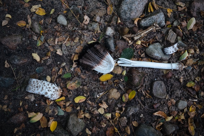 Crime Scene. Probably four hours after picking; judging from the distance the black ink has travelled up the cap.