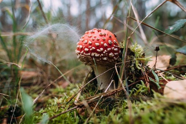 A Young Fly Amanita in the undergrowth