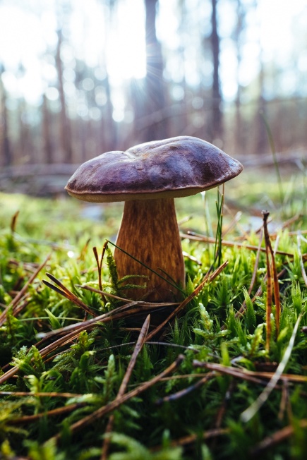 Maronen-Röhrling / Bay Bolete, found after intensive ground-study, and named after the horse-fur-colour, not the location.