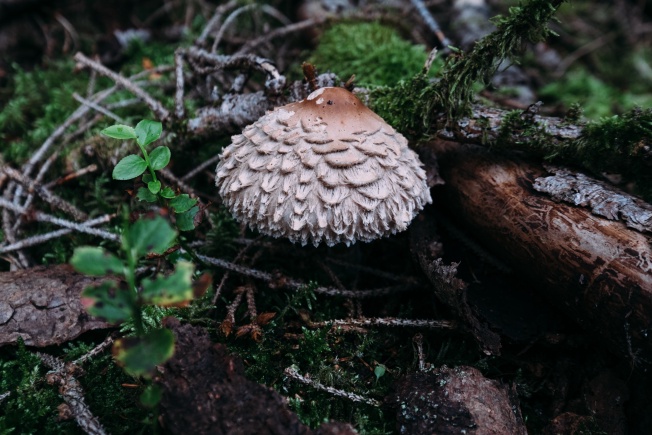 Probably a Safranschirmling, but I guess I&rsquo;ll never know.