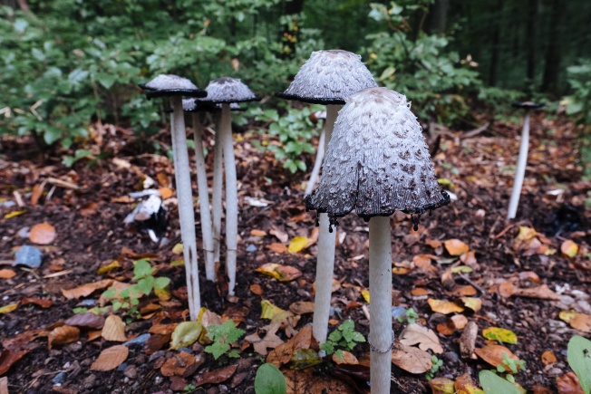 They’re barely recognisable as the same mushroom.