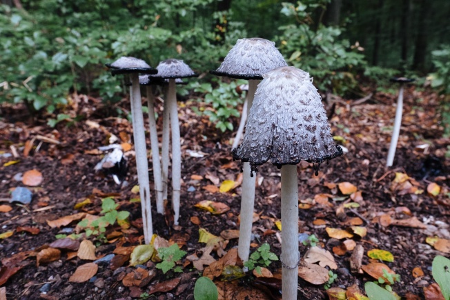 They&rsquo;re barely recognisable as the same mushroom.