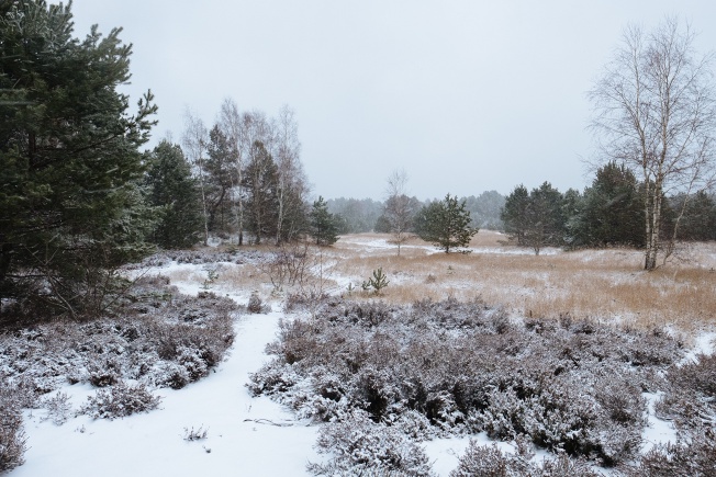 That week when it snowed, at Schönower Heide