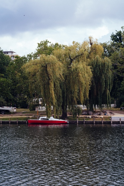 A Willow on the Landwehr Canal