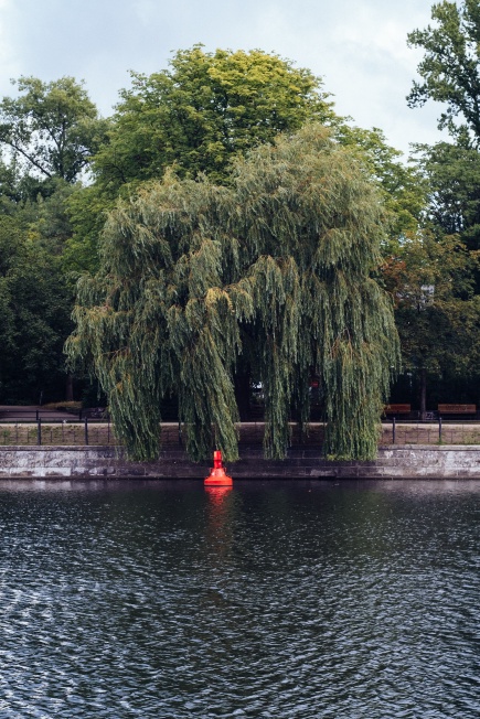A Willow on the Landwehr Canal