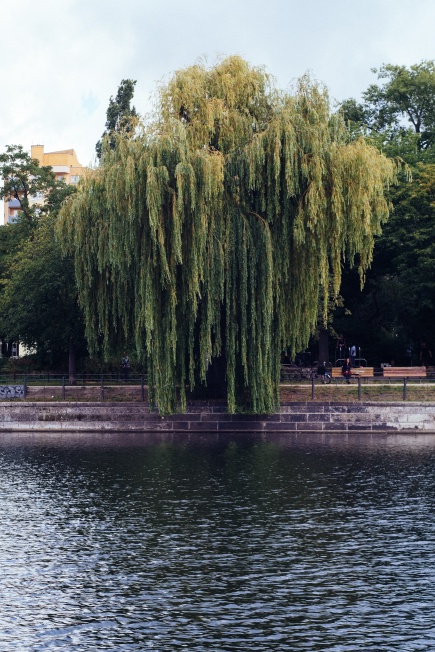 A Willow on the Landwehr Canal