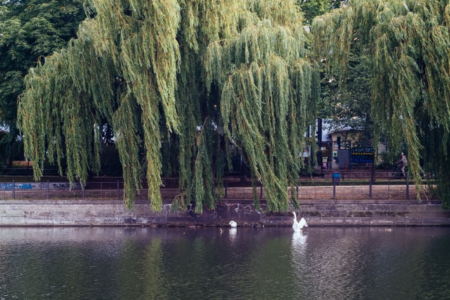 A swan eating the leaves on a willow