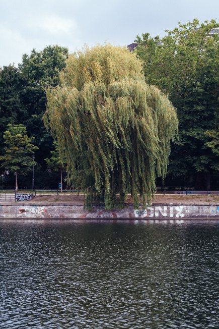 A Willow on the Landwehr Canal
