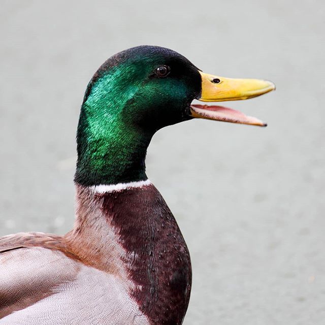 Ente-thusiasticon.