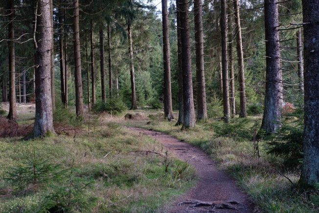 A path through a forest