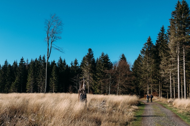 Two hikers looking across a field at a large, naked tree