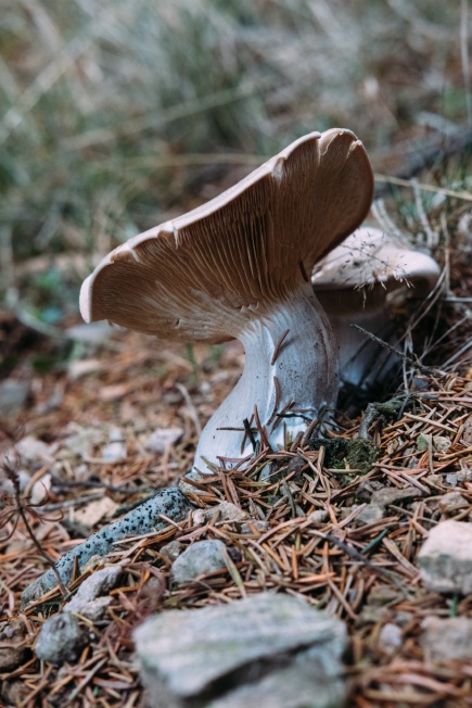 Unrelated mushroom