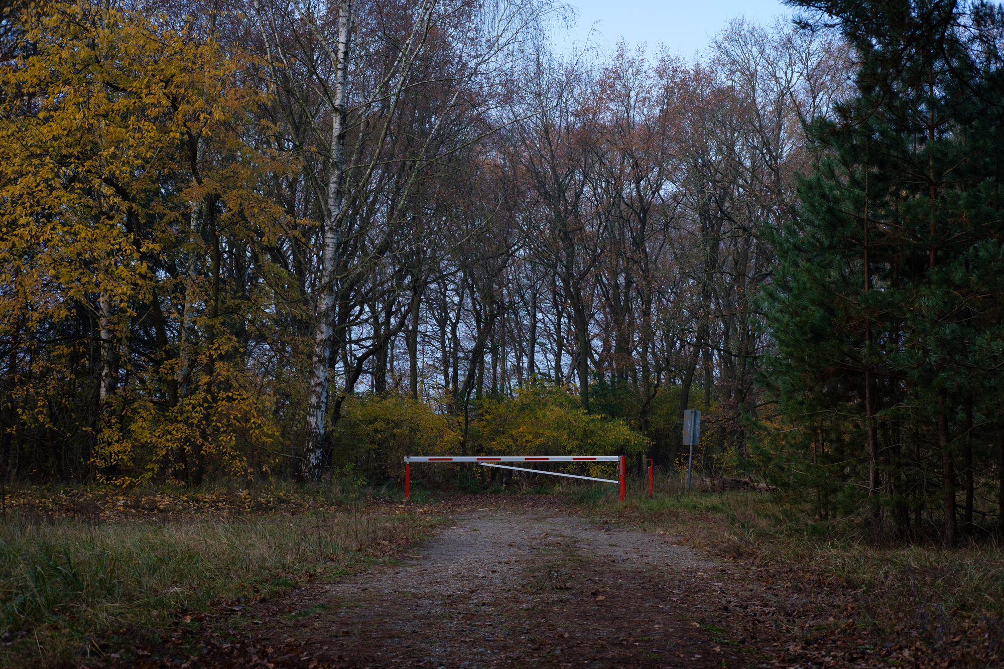 A gate cutting off road access in the forest